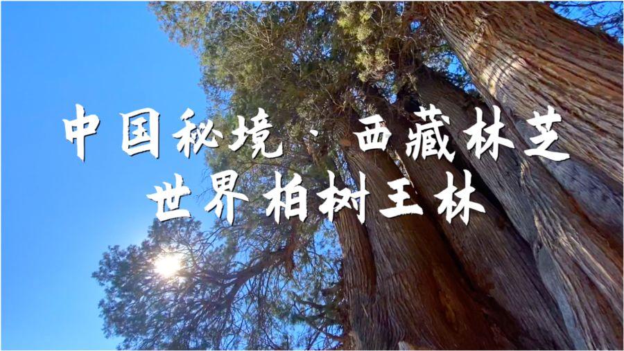 古代消暑饮品碧筒饮是用什么盛装的- 您的全方位有问必答平台